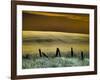 USA, Washington State, Palouse region, Fence and field of wheat-Terry Eggers-Framed Photographic Print