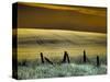 USA, Washington State, Palouse region, Fence and field of wheat-Terry Eggers-Stretched Canvas