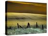 USA, Washington State, Palouse region, Fence and field of wheat-Terry Eggers-Stretched Canvas