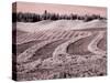 USA, Washington State, Palouse region, Harvest cut lines in Field-Terry Eggers-Stretched Canvas