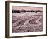 USA, Washington State, Palouse region, Harvest cut lines in Field-Terry Eggers-Framed Photographic Print