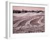 USA, Washington State, Palouse region, Harvest cut lines in Field-Terry Eggers-Framed Photographic Print