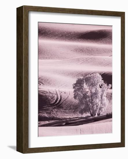 USA, Washington State, Palouse region, Lone tree in Field-Terry Eggers-Framed Photographic Print