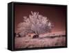 USA, Washington State, Palouse region, Lone tree in Field-Terry Eggers-Framed Stretched Canvas