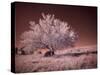 USA, Washington State, Palouse region, Lone tree in Field-Terry Eggers-Stretched Canvas
