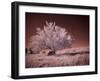 USA, Washington State, Palouse region, Lone tree in Field-Terry Eggers-Framed Photographic Print