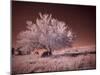 USA, Washington State, Palouse region, Lone tree in Field-Terry Eggers-Mounted Photographic Print