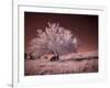 USA, Washington State, Palouse region, Lone tree in Field-Terry Eggers-Framed Photographic Print