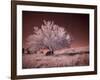 USA, Washington State, Palouse region, Lone tree in Field-Terry Eggers-Framed Photographic Print