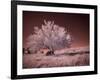 USA, Washington State, Palouse region, Lone tree in Field-Terry Eggers-Framed Photographic Print