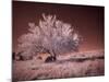 USA, Washington State, Palouse region, Lone tree in Field-Terry Eggers-Mounted Photographic Print