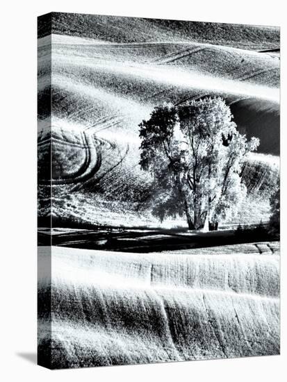 USA, Washington State, Palouse region, Lone tree in Field-Terry Eggers-Stretched Canvas