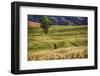 USA, Washington State, Palouse Region, Lone Tree in Wheat Field-Terry Eggers-Framed Photographic Print