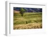 USA, Washington State, Palouse Region, Lone Tree in Wheat Field-Terry Eggers-Framed Photographic Print