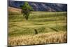 USA, Washington State, Palouse Region, Lone Tree in Wheat Field-Terry Eggers-Mounted Photographic Print