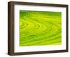 USA, Washington State, Palouse Region. Patterns in Spring Canola field-Terry Eggers-Framed Photographic Print