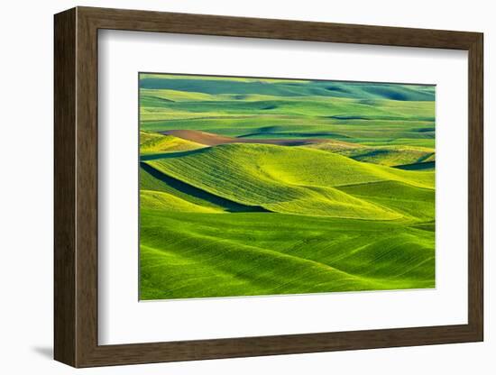 USA, Washington State, Palouse Region, Patterns in the fields of fresh green Spring wheat-Terry Eggers-Framed Photographic Print