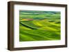 USA, Washington State, Palouse Region, Patterns in the fields of fresh green Spring wheat-Terry Eggers-Framed Photographic Print