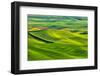 USA, Washington State, Palouse Region, Patterns in the fields of fresh green Spring wheat-Terry Eggers-Framed Photographic Print