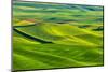 USA, Washington State, Palouse Region, Patterns in the fields of fresh green Spring wheat-Terry Eggers-Mounted Photographic Print