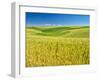 USA, Washington State, Palouse Region, Patterns in the fields of wheat-Terry Eggers-Framed Photographic Print