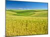 USA, Washington State, Palouse Region, Patterns in the fields of wheat-Terry Eggers-Mounted Photographic Print
