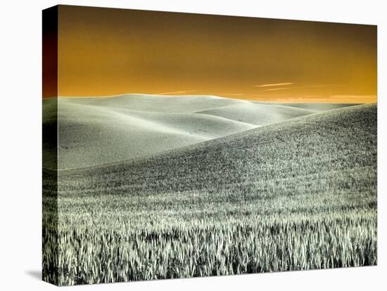 USA, Washington State, Palouse region, Rolling Hills of wheat-Terry Eggers-Stretched Canvas