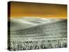 USA, Washington State, Palouse region, Rolling Hills of wheat-Terry Eggers-Stretched Canvas