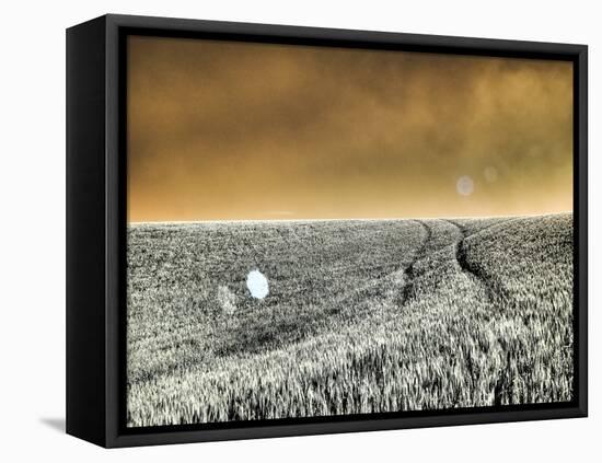 USA, Washington State, Palouse region, Rolling Hills of wheat-Terry Eggers-Framed Stretched Canvas