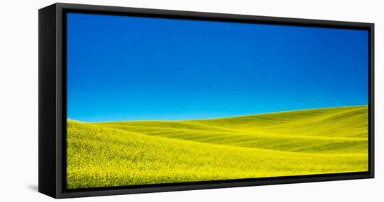 USA, Washington State, Palouse Region. Spring Canola field-Terry Eggers-Framed Stretched Canvas