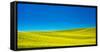 USA, Washington State, Palouse Region. Spring Canola field-Terry Eggers-Framed Stretched Canvas