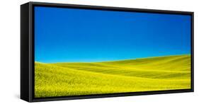 USA, Washington State, Palouse Region. Spring Canola field-Terry Eggers-Framed Stretched Canvas