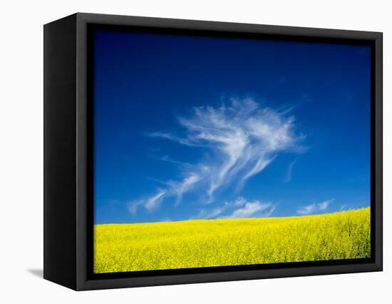 USA, Washington State, Palouse Region. Spring Canola field-Terry Eggers-Framed Stretched Canvas