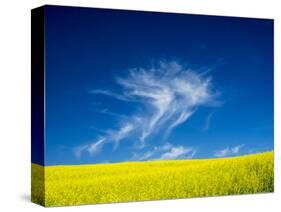 USA, Washington State, Palouse Region. Spring Canola field-Terry Eggers-Stretched Canvas