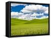 USA, Washington State, Palouse Region. Spring wheat field with Puffy clouds-Terry Eggers-Framed Stretched Canvas