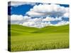 USA, Washington State, Palouse Region. Spring wheat field with Puffy clouds-Terry Eggers-Stretched Canvas