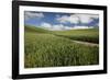 USA, Washington State, Palouse. Road running through rolling hills of green wheat fields.-Julie Eggers-Framed Photographic Print