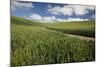 USA, Washington State, Palouse. Road running through rolling hills of green wheat fields.-Julie Eggers-Mounted Photographic Print