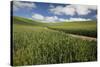 USA, Washington State, Palouse. Road running through rolling hills of green wheat fields.-Julie Eggers-Stretched Canvas