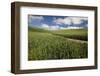 USA, Washington State, Palouse. Road running through rolling hills of green wheat fields.-Julie Eggers-Framed Photographic Print