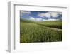 USA, Washington State, Palouse. Road running through rolling hills of green wheat fields.-Julie Eggers-Framed Photographic Print