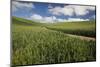 USA, Washington State, Palouse. Road running through rolling hills of green wheat fields.-Julie Eggers-Mounted Photographic Print