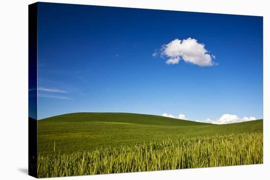 USA, Washington State, Palouse. Rolling Hills Covered by Wheat Fields-Terry Eggers-Stretched Canvas