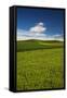 USA, Washington State, Palouse. Rolling Hills Covered by Wheat Fields-Terry Eggers-Framed Stretched Canvas