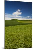 USA, Washington State, Palouse. Rolling Hills Covered by Wheat Fields-Terry Eggers-Mounted Photographic Print