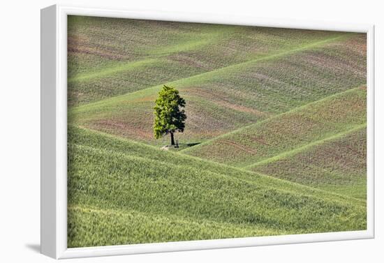 USA, Washington State, Palouse. Single tree in a field in the town of Colton.-Hollice Looney-Framed Photographic Print