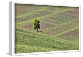 USA, Washington State, Palouse. Single tree in a field in the town of Colton.-Hollice Looney-Framed Photographic Print