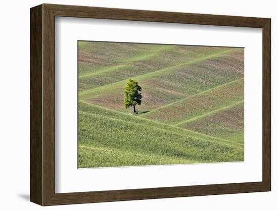 USA, Washington State, Palouse. Single tree in a field in the town of Colton.-Hollice Looney-Framed Photographic Print