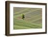 USA, Washington State, Palouse. Single tree in a field in the town of Colton.-Hollice Looney-Framed Photographic Print