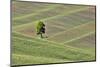 USA, Washington State, Palouse. Single tree in a field in the town of Colton.-Hollice Looney-Mounted Photographic Print